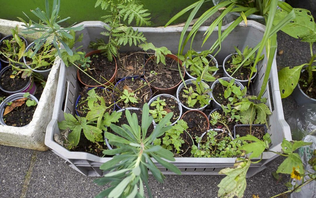 Planten- en zadenruilbeurs